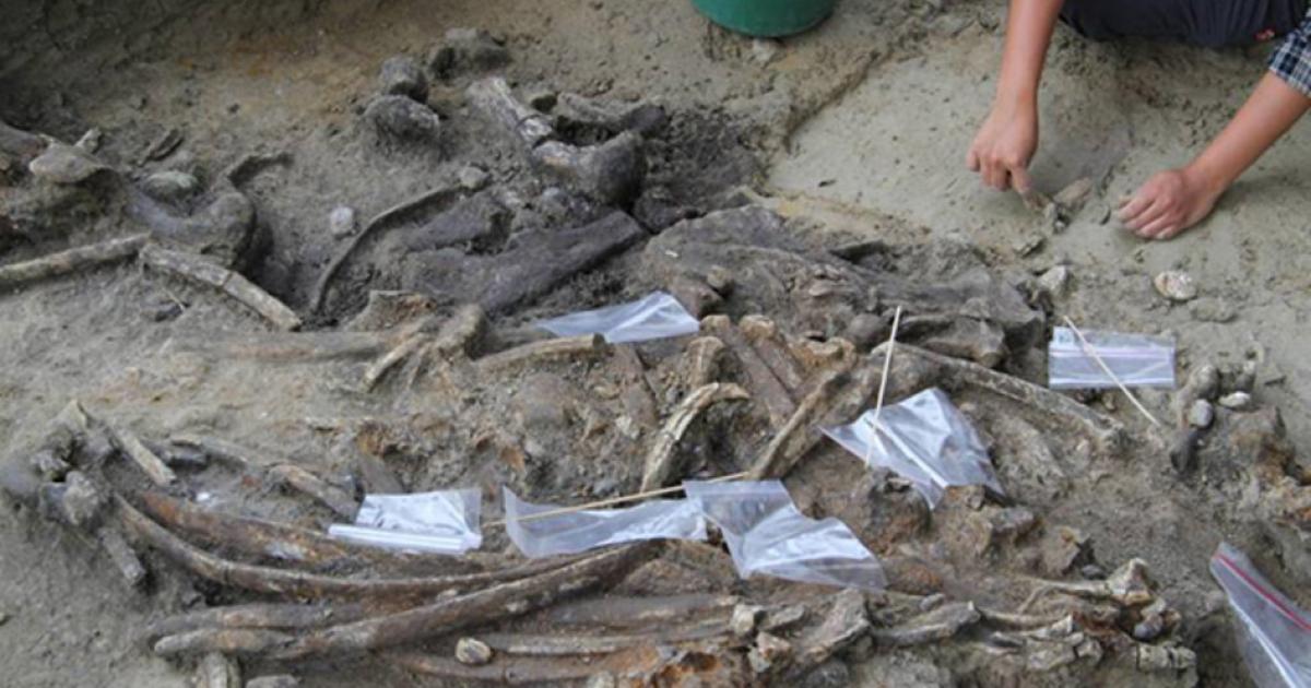 Archaeologist at uncovering bones at the Kalinga site.