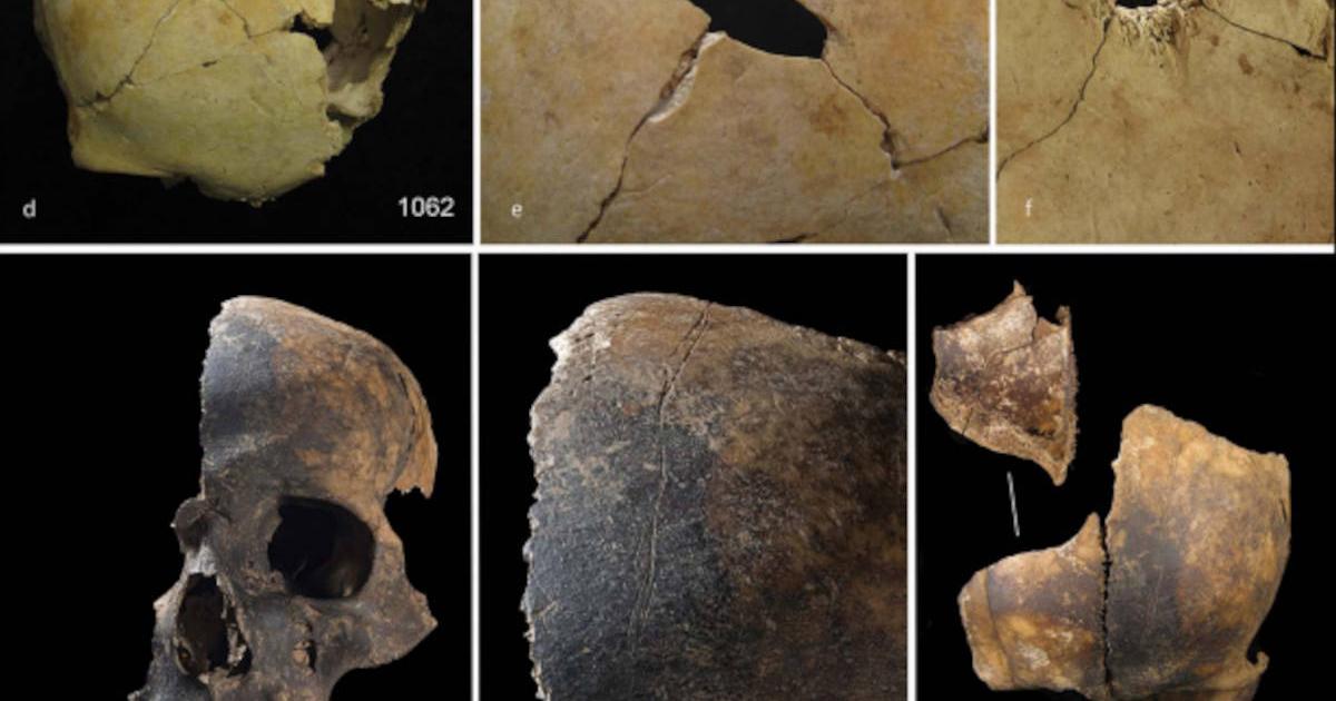 Examples of skulls from the assemblage, with evidence for blunt force trauma and cut marks.	
