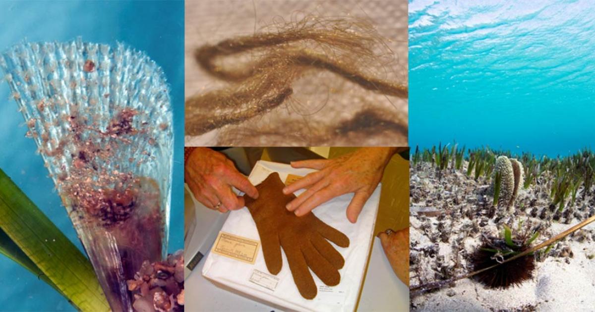 Byssus, Secrets of a Shining Sea Silk Loved by Ancient Cultures