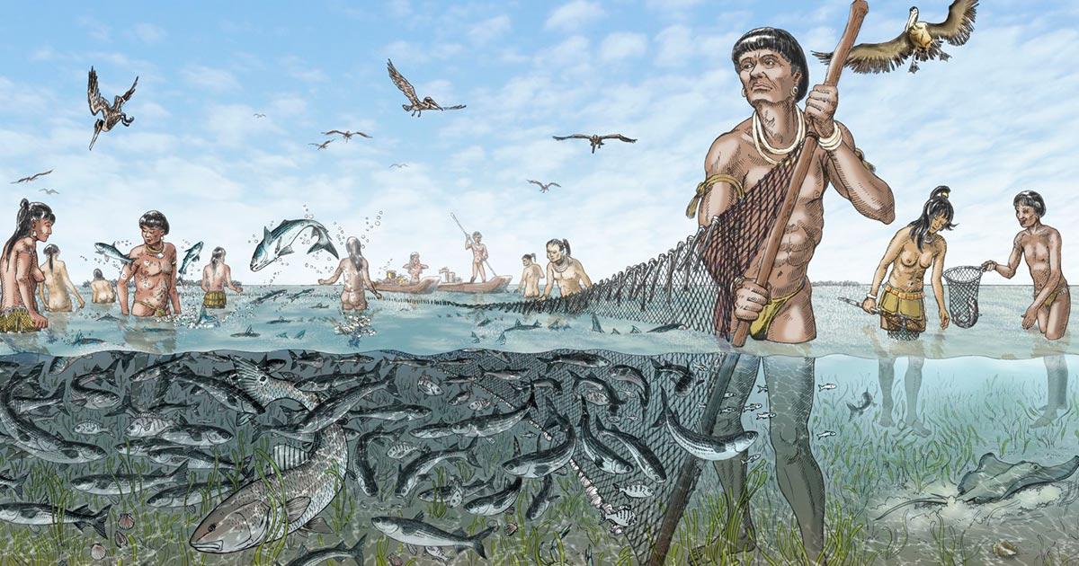 Once the Calusa captured fished, they were likely harvested with seine or dip nets or speared, said archaeologist William Marquardt. Source: Florida Museum / Merald Clark