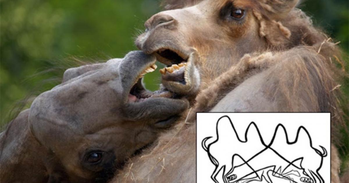 Main: Camels fighting. Credit: fraenzken / Adobe Stock. Inset: Camel etchings show fighting camels which could represent the mating season. Credit: Yuri Esin