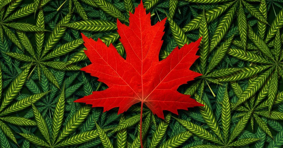 Canada legalizes marijuana concept.