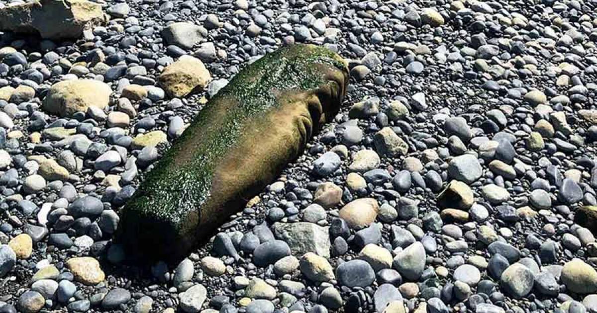 Beached Canadian Artwork Sparks Controversy