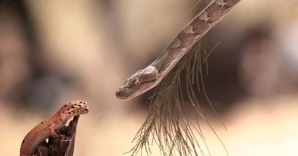 Caribbean Animal Extinctions Began With The Conquistadors, Says Study