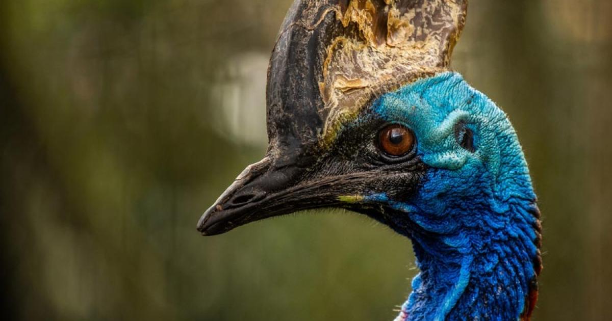 The southern cassowary. Source: mountaintreks / Adobe Stock