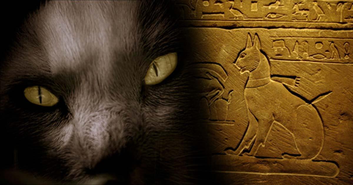 The Cat Came Back: A More Than Magical History – Part II