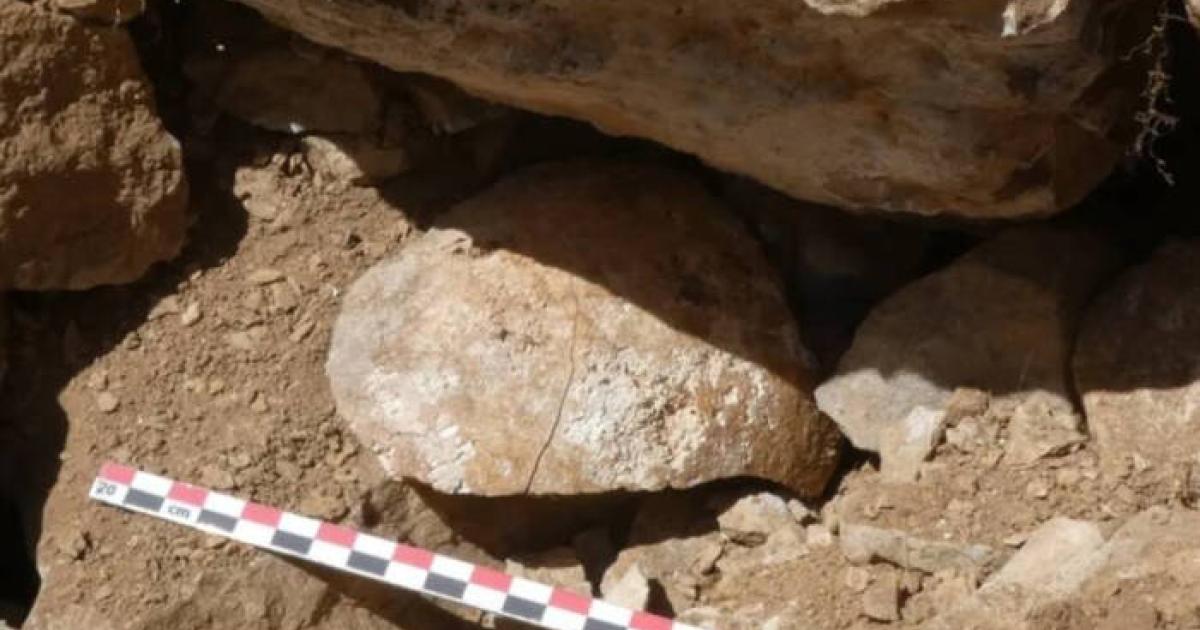 The skull of the decapitated Cantabrian warrior in situ where found in the collapsed fortess wall.