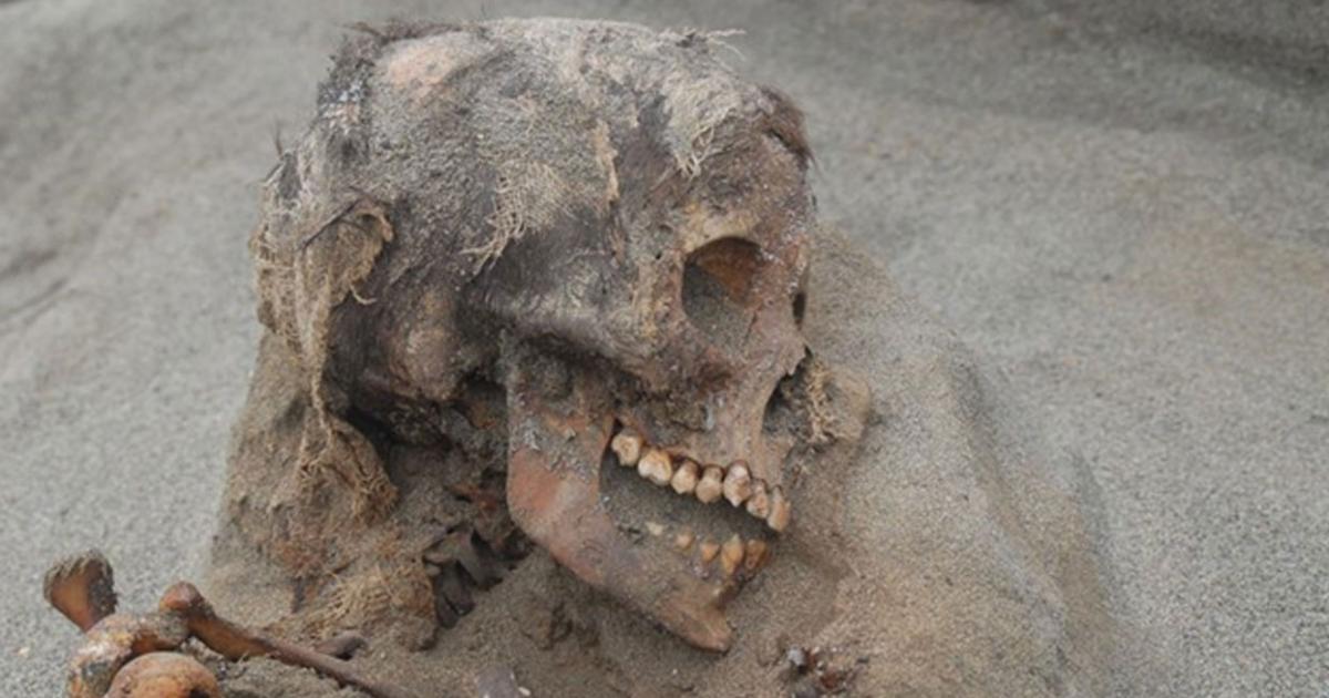 Skull of a child sacrifice at Huanchaquito-Las Llamas in Peru.