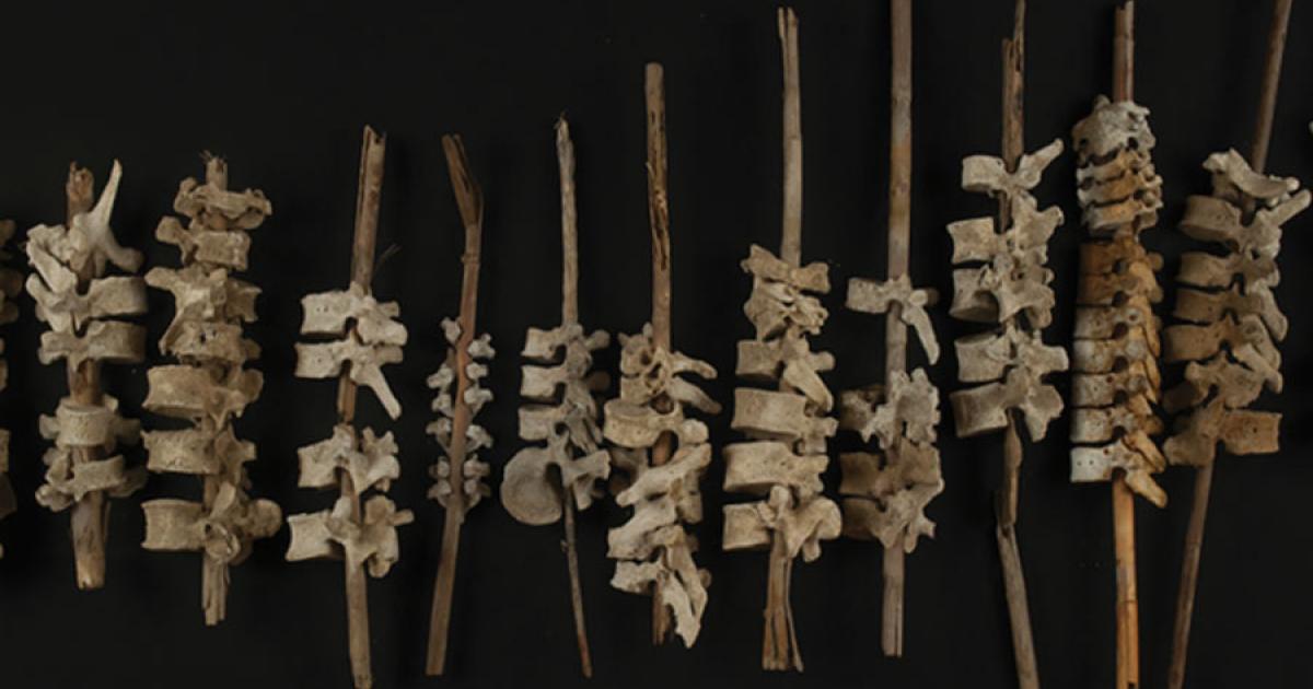 Examples of the Chincha spines on sticks.	Source: C. O’Shea / Antiquity Publications Ltd