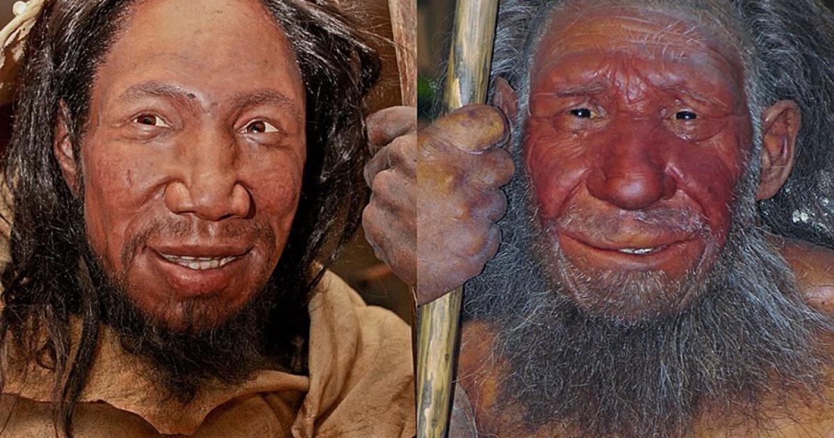 Comparison of faces of Homo sapiens (left) and Homo neanderthalensis (right). (CC BY-SA 4.0)