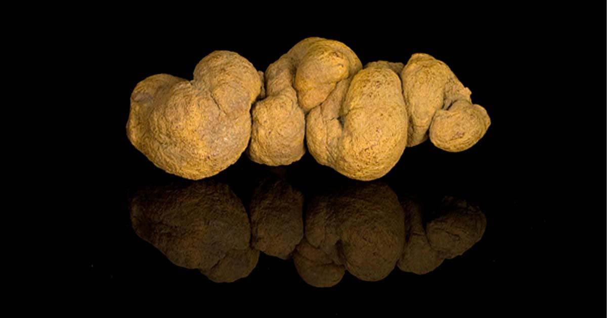 Prehistoric dinosaur dung, a.k.a. a coprolite. Source: Public domain