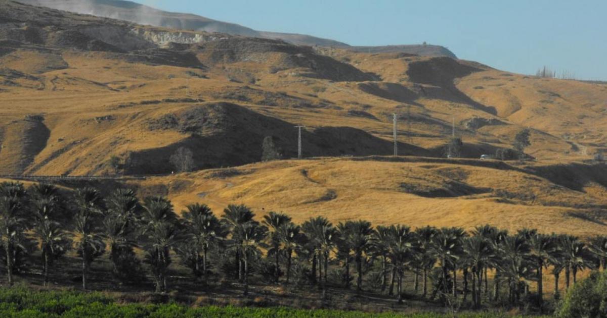 Date palms of kibbutz Gesher, Jordan Valley.