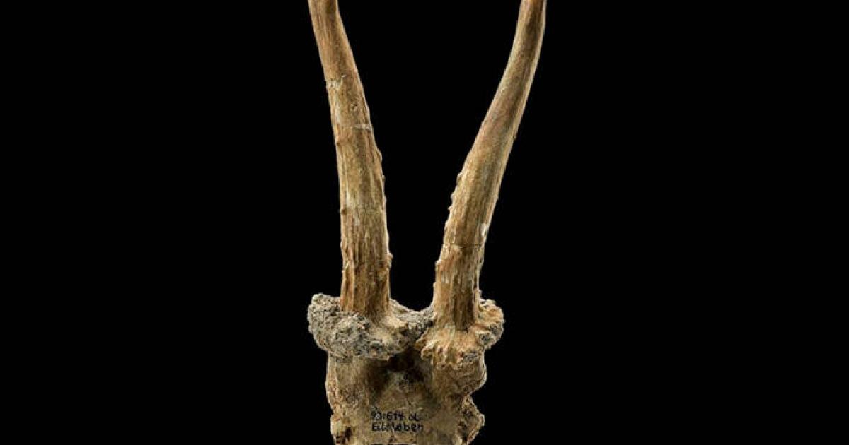 7,500-year-old roe deer skull headdress discovered at Eilsleben, Germany