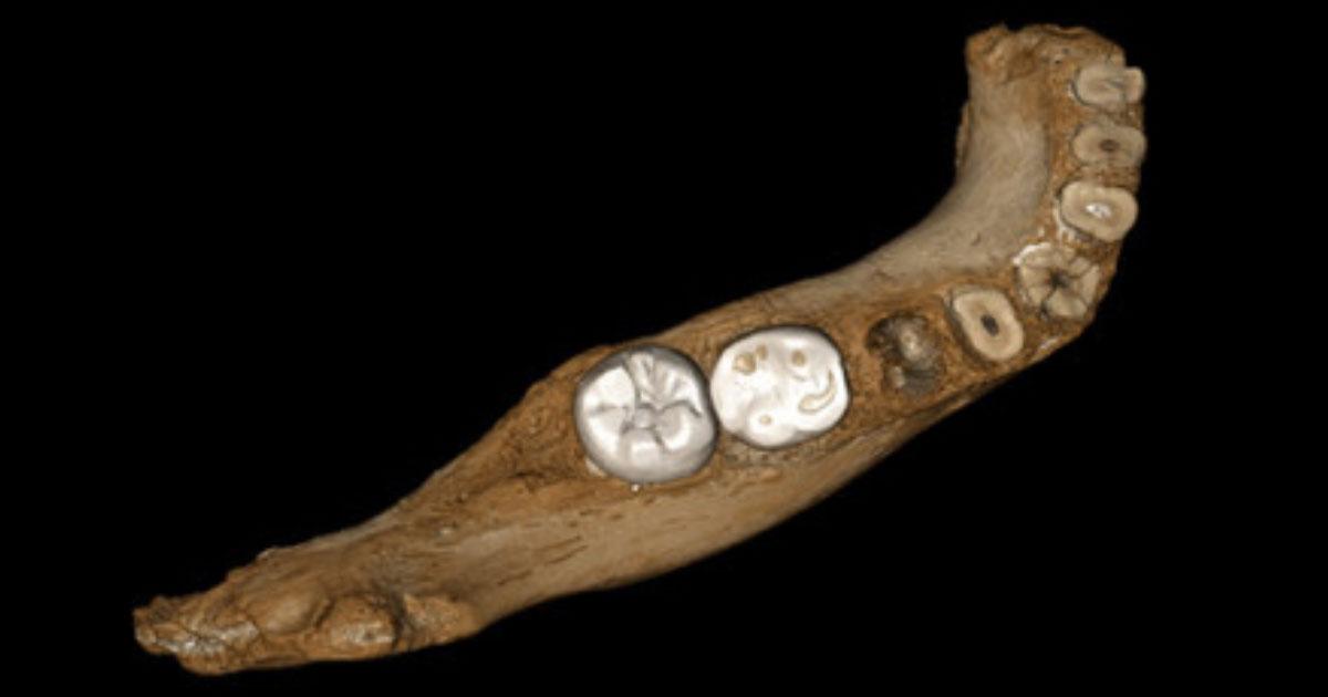 The Teeth Have It: Tracing the Denisovan Legacy Around the World ...