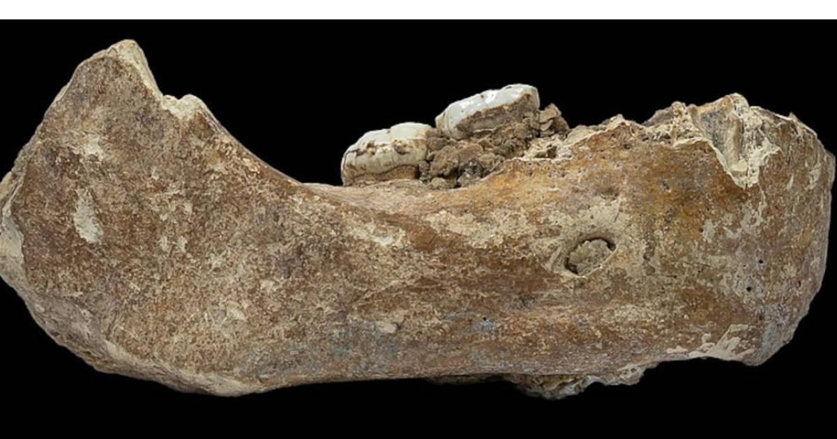 Piece of Denisovan jawbone with two attached molars, recovered from Baishiya Karst Cave on Tibetan Plateau.