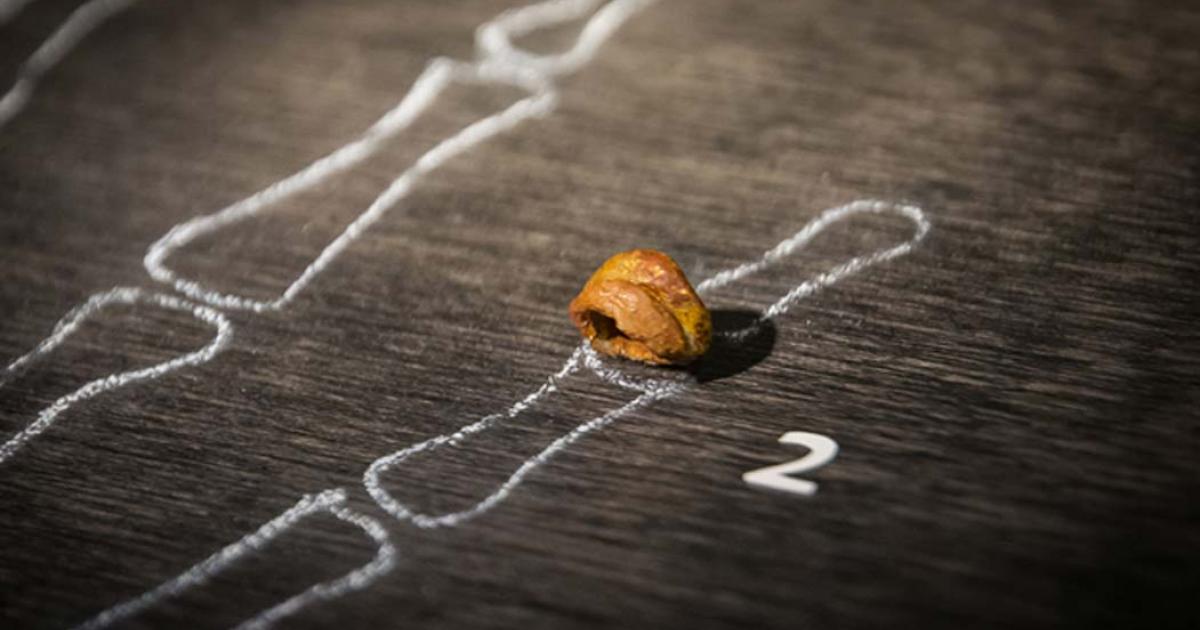 Finger bone fragment containing Denisovan DNA. Source: Thilo Parg / CC BY-SA 3.0.