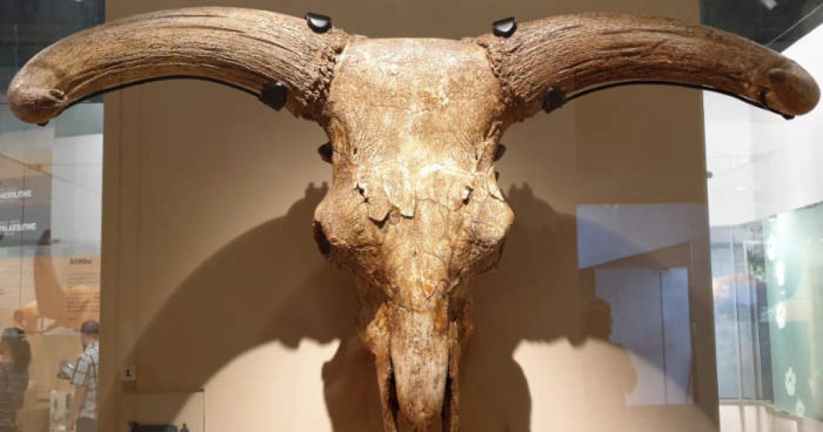 Horned auroch skull similar to those found in the Des-Cubierta cave.