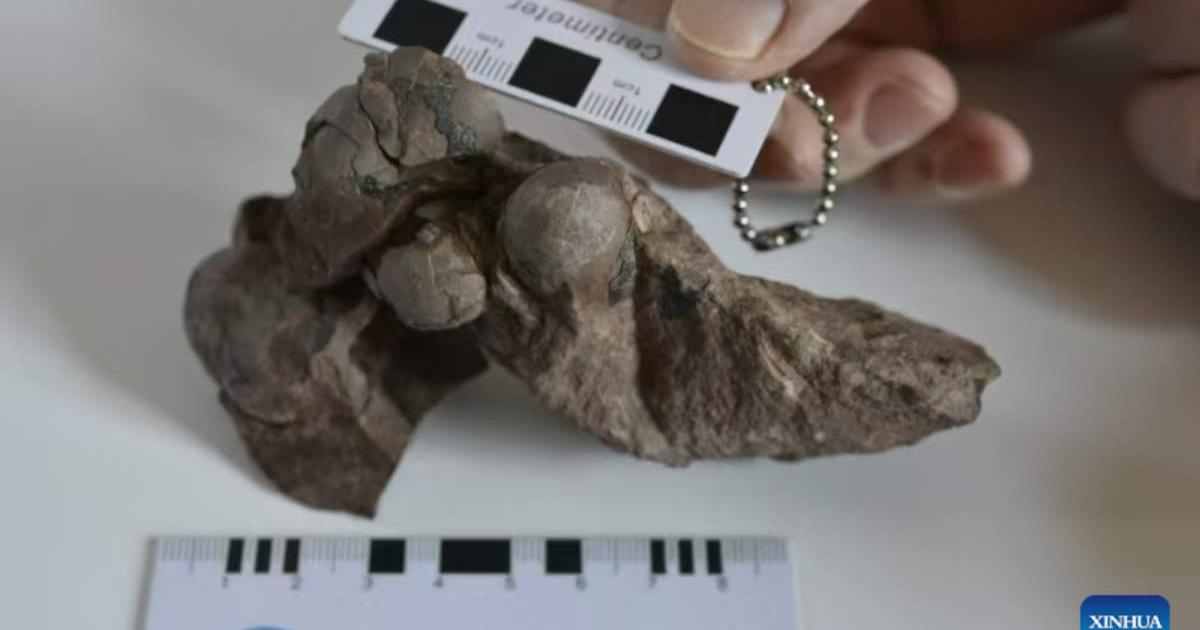 This photo shows the smallest dinosaur egg fossils discovered in the city of Ganzhou, east China's Jiangxi Province