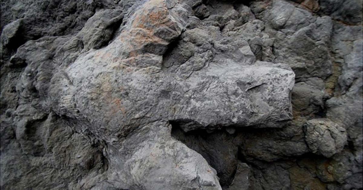 A large Iguanodontian footprint.