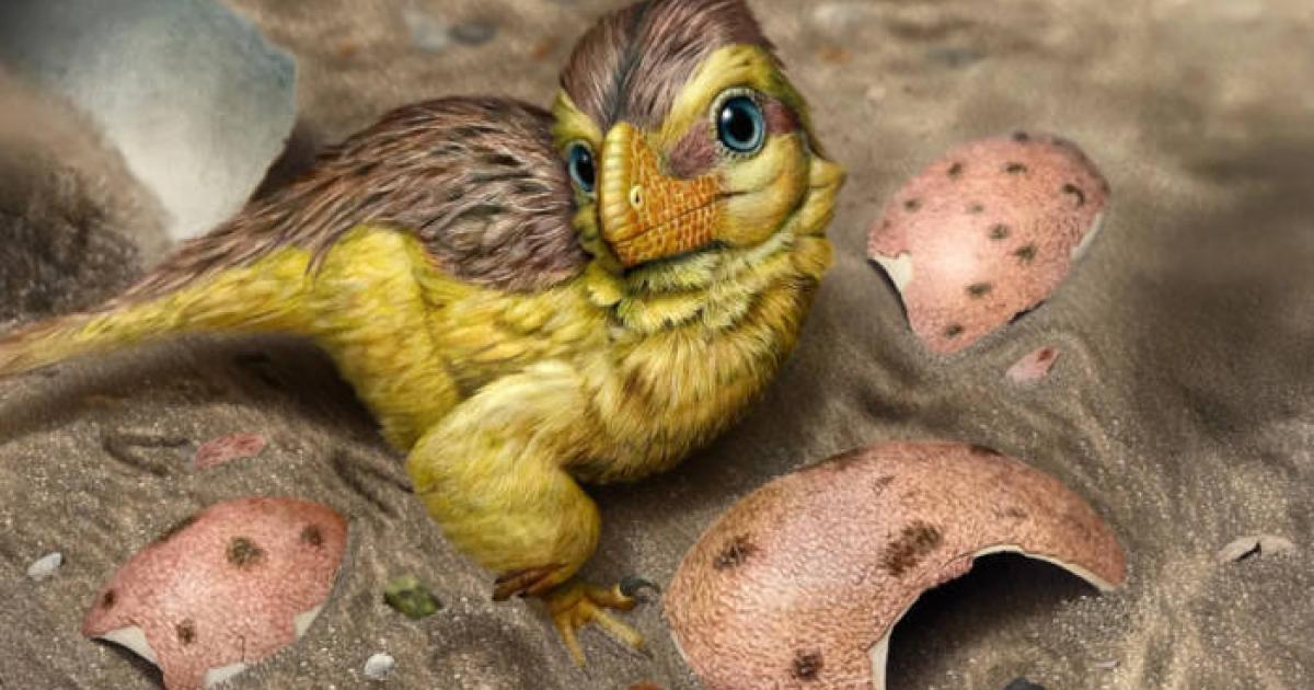 Artistic reconstruction of a newly hatched troodontid-like dinosaur resting among fragments of its eggshell 