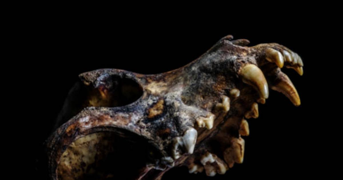 Ancient looking dog skull on black background.
