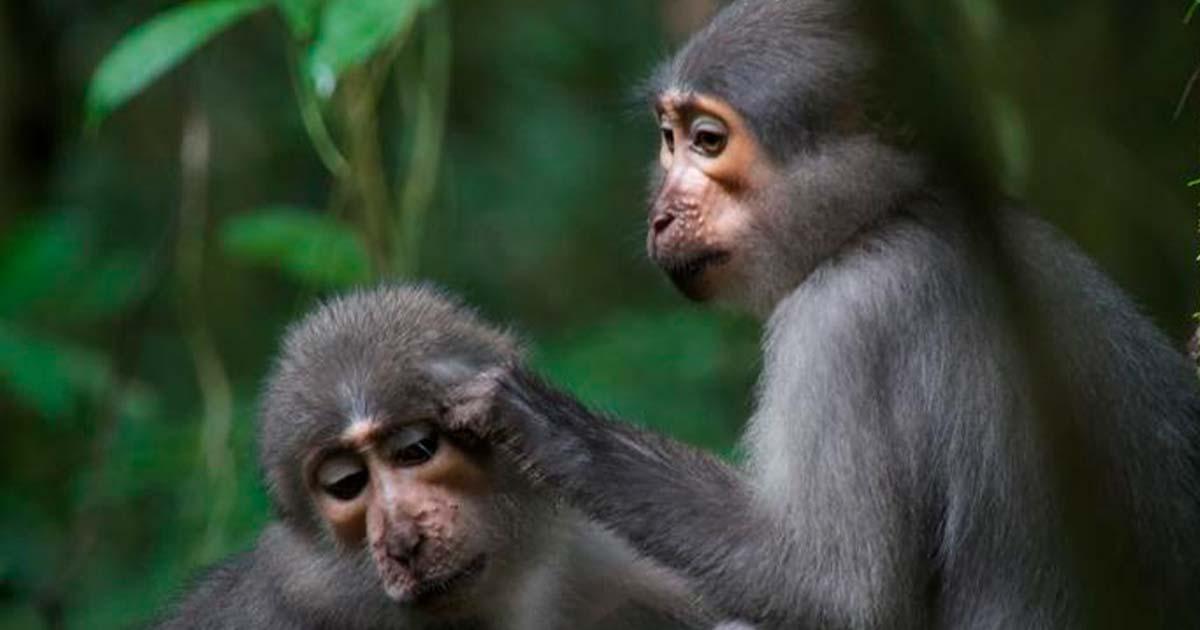 Dartmouth researchers report that apes and early humans evolved more flexible shoulders and elbows than monkeys, shown here, to safely get out of trees. Source: Luke Fannin, Dartmouth College/ Royal Society Open Science