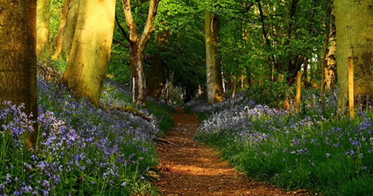 The Ridgeway in Grim's Ditch near Mongewel