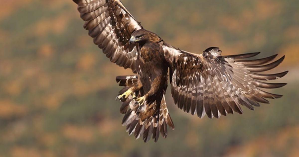 Golden eagle, majestic bird revered by Neanderthals who used eagle talons to make jewelry. 