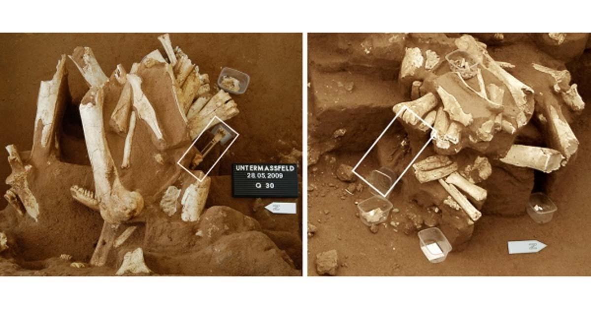 Researchers excavating at Untermassfeld allege that part of a deer bone protruding from the sediment on 28 May 2009 (in box, left) had disappeared several days later.