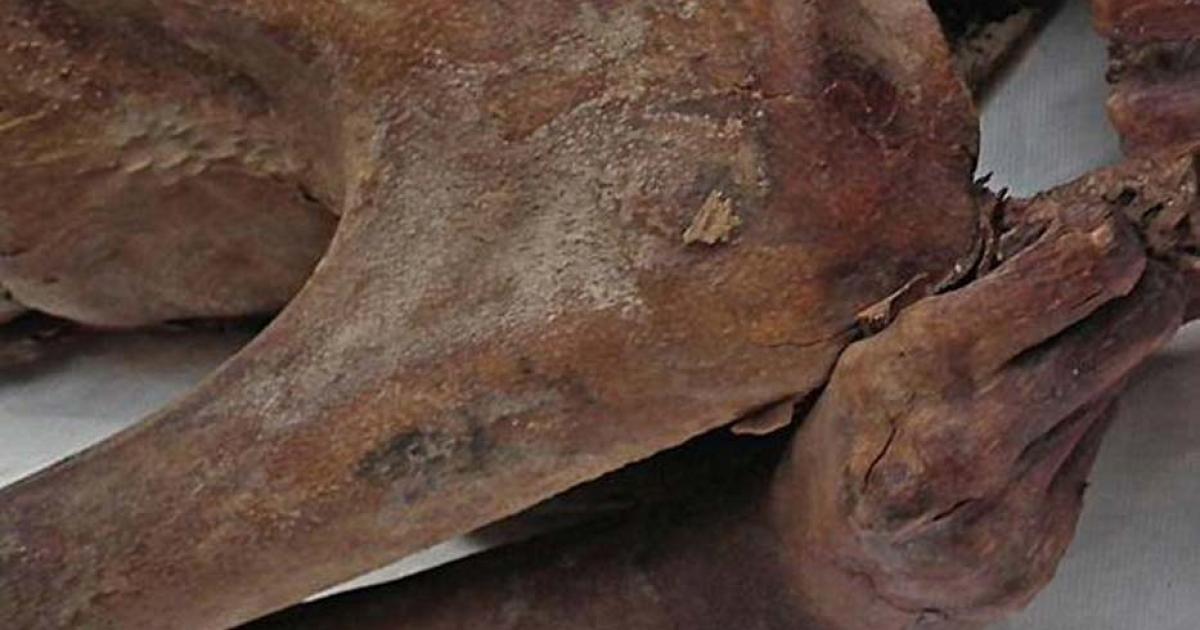 A tattoo on an Egyptian mummy's arm.