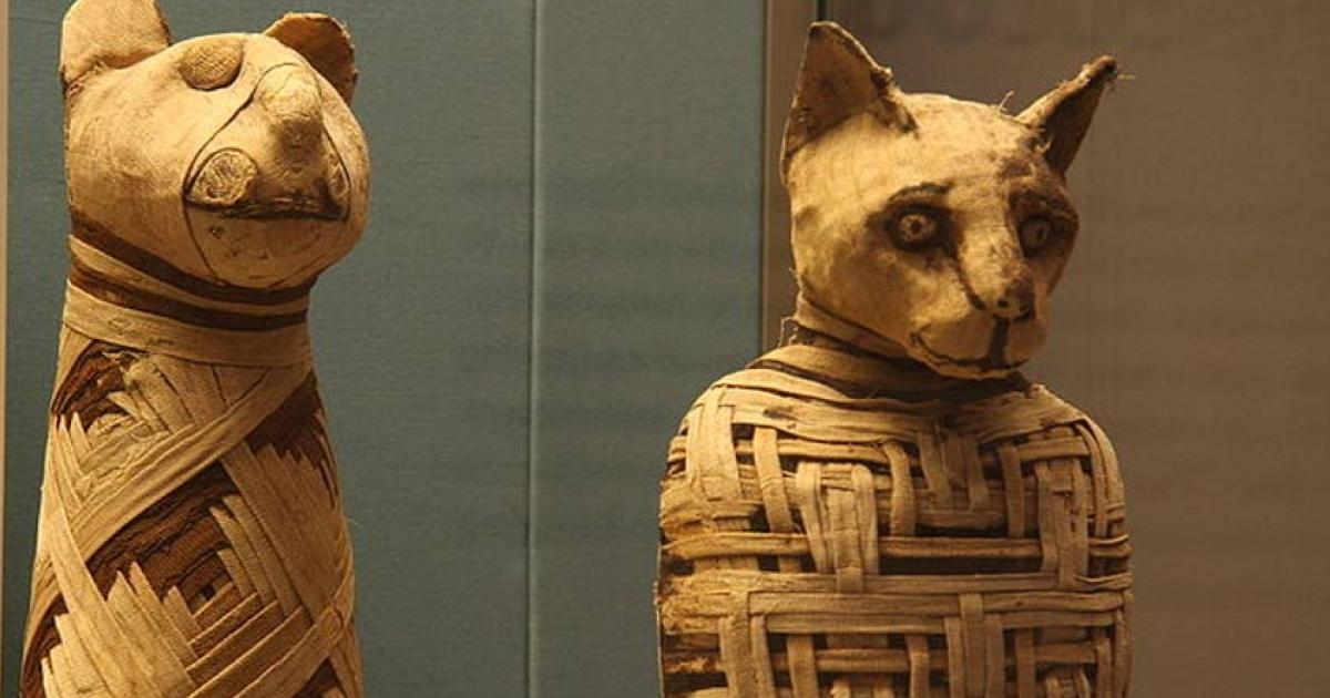 Examples of Egyptian animal mummies in the British museum. The experts don’t know if the mummified animal found in Turkey is a cat, other animal, or a hoax.