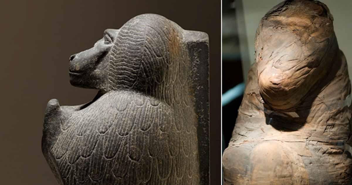 Left; Statuette depicting a worshipping baboon, Right; Baboon mummy.         Source: Left; Metropolitan Museum of Art, CC0, Right; CC BY SA 2.0