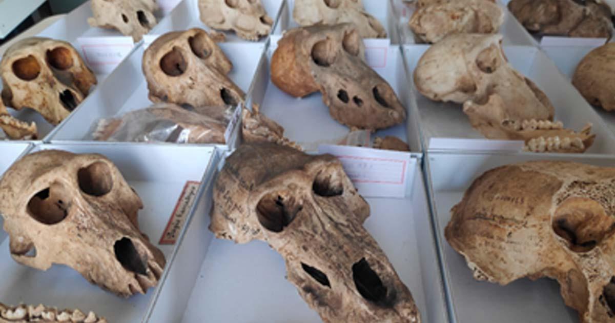 Some of the baboon skulls for Ancient Egypt that were available for the study. Source: Bea De Cupere, CC-BY 4.0/PLoS ONE