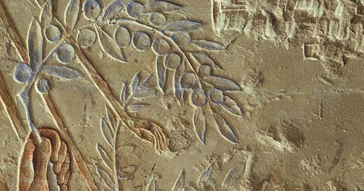 Recent research and experimentation has recreated the original "high-tech" way of Egyptian olive oil production. This stone panel at the Metropolitan Museum of Art (The Met), entitled "Clutching an Olive Branch," is from circa 1353–1323 BC in the New Kingdom, Amarna Period.			Source: Metropolitan Museum of Art