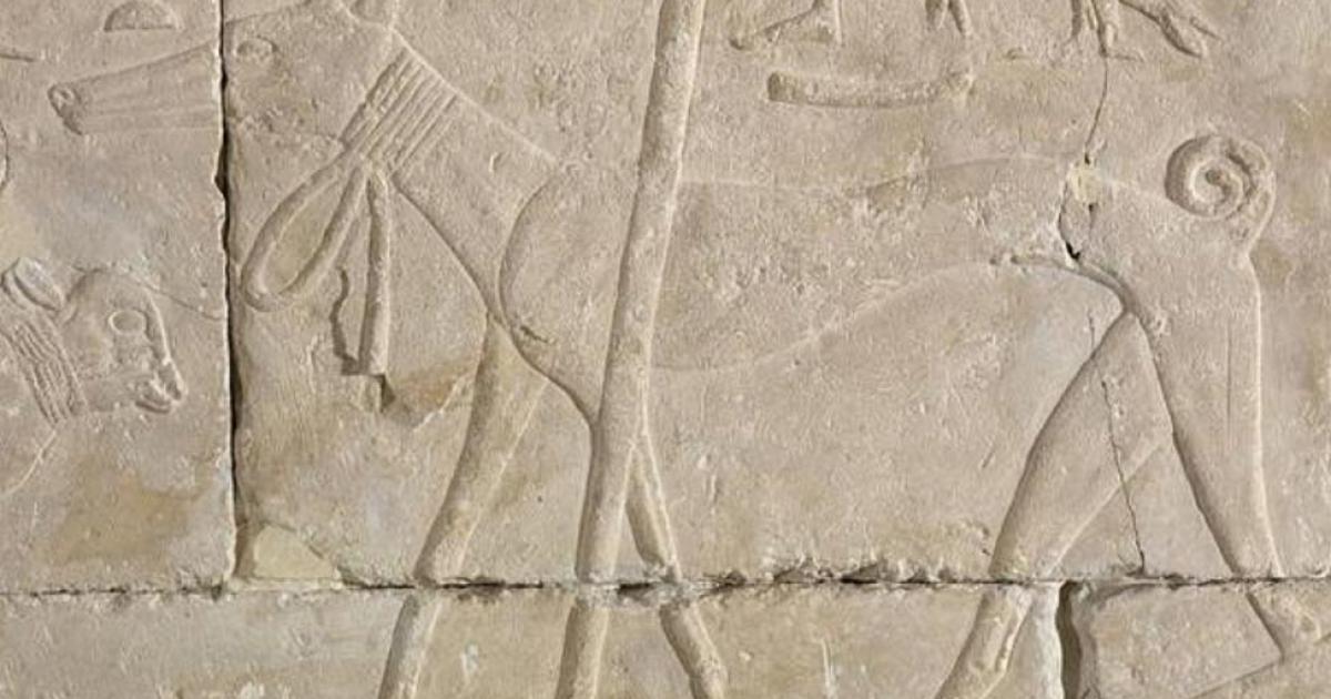 Ancient Egyptian relief carving of a dog. 