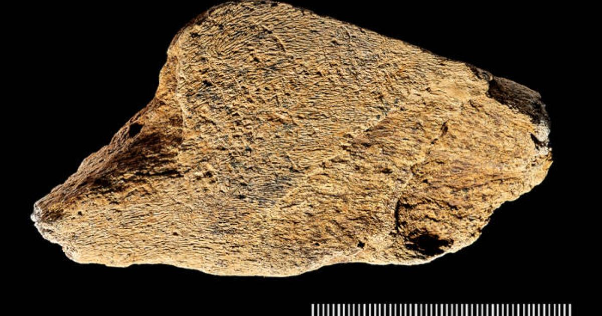 Elephant-bone knapping tool from Boxgrove, UK.