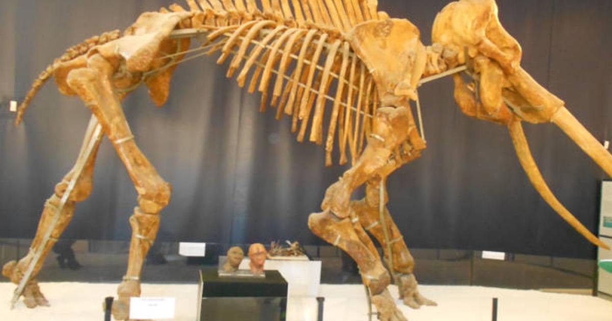 Straight-tusked elephant (Palaeoloxodon antiquus) skeleton display. 