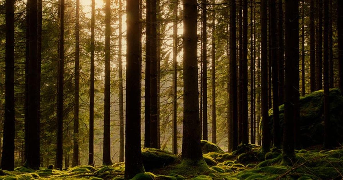 Elfdalian, the Ancient Viking Forest