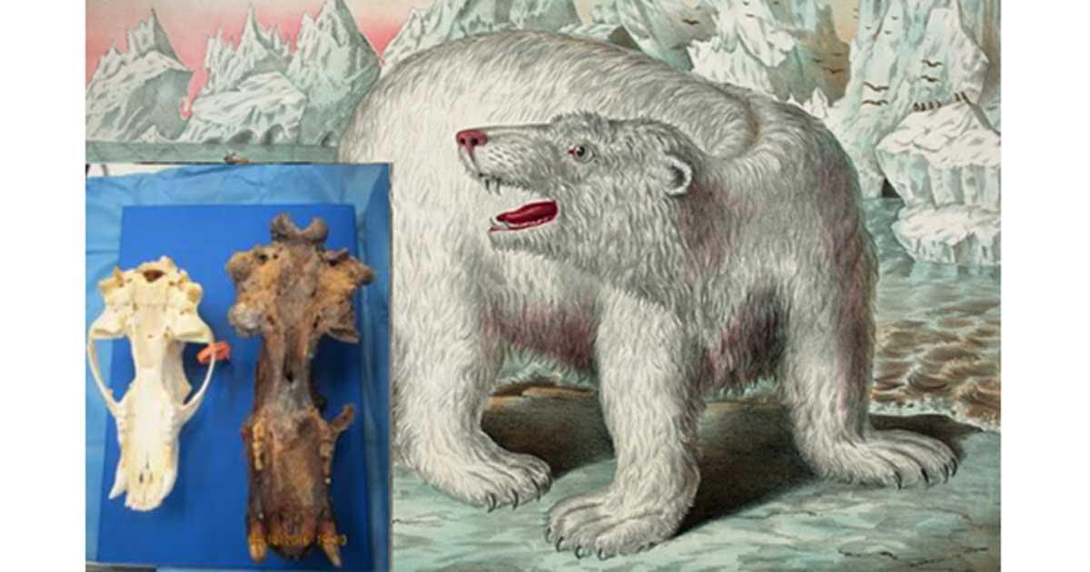 Enormous Skull Found in Alaska May Belong to the Legendary King Bear of Inuit Mythology