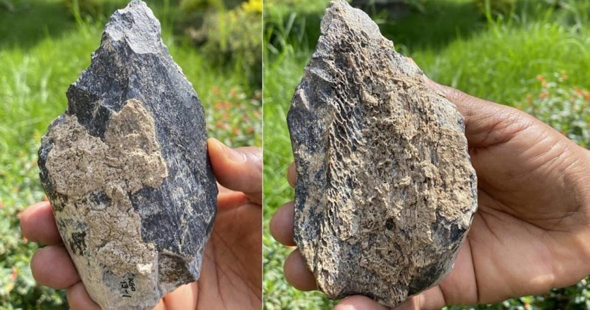 Both sides of the recent Ethiopian bone hand axe find.