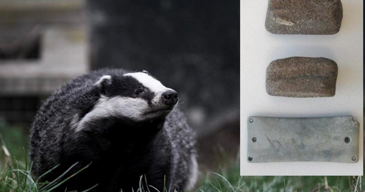 A European badger. Wrist guard and shaft straighteners found at the Netheravon burial.
