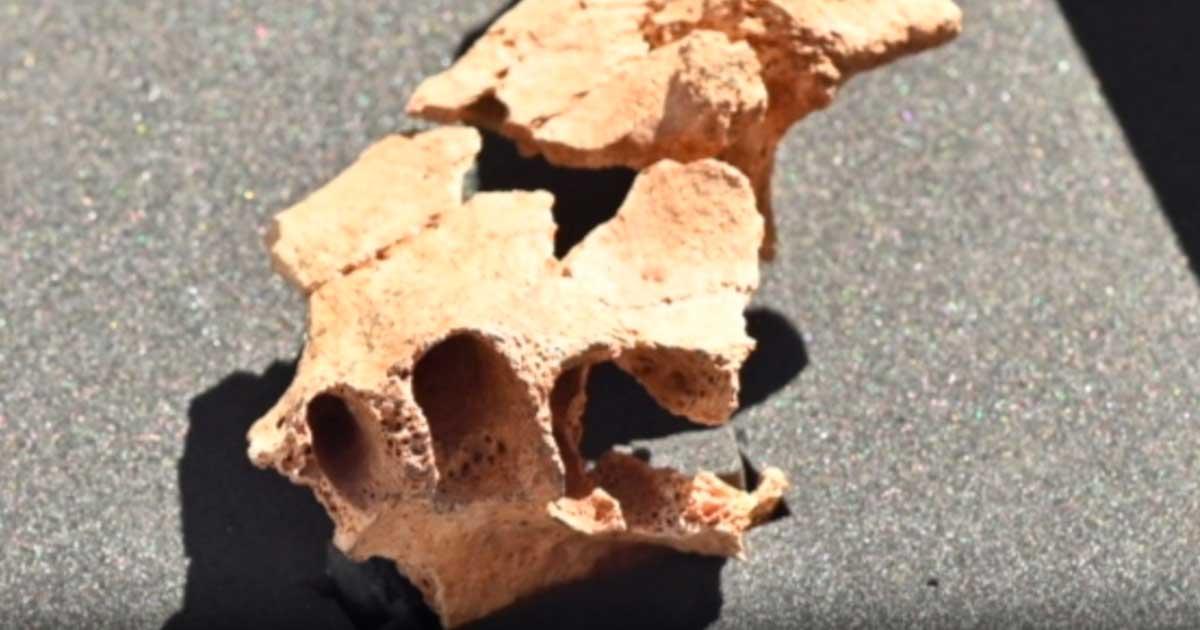 Part of the earliest European face, a 1.4-million-year-old jawbone recently excavated from Sima de Elefante cave, Spain. Source: Atapuerca Foundation