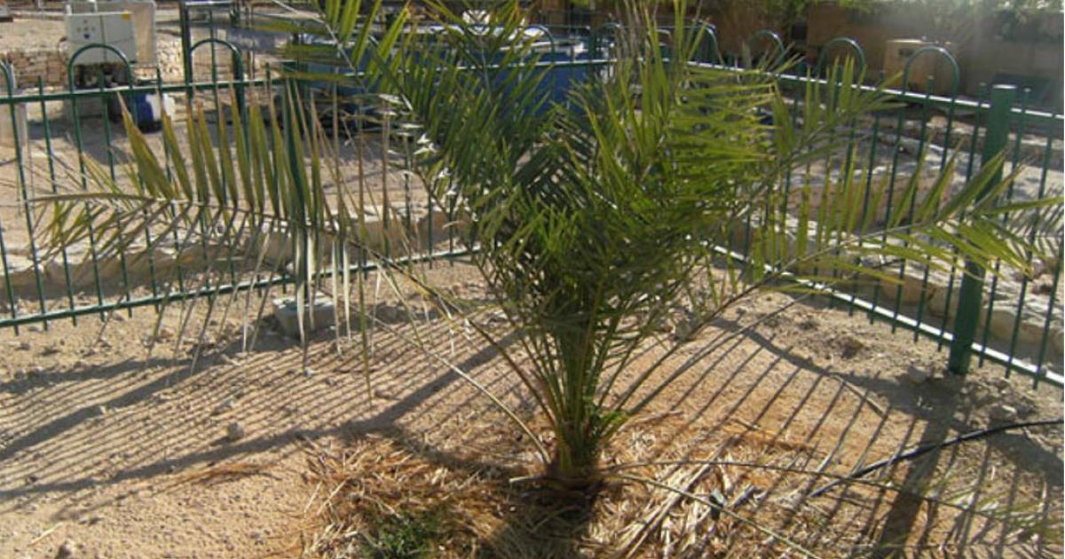 Resurrected Judean date palm in Israel