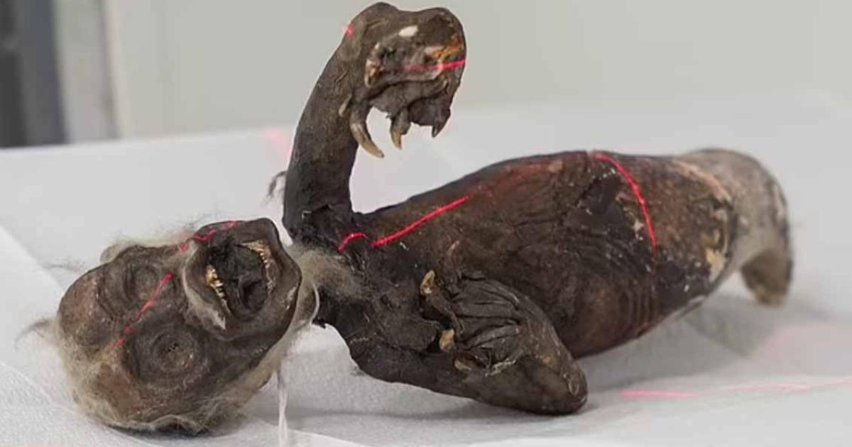 Experts conduct X-ray and CT scans on the Fiji mermaid in an attempt to unravel its genuine nature.    Source: Norse Media