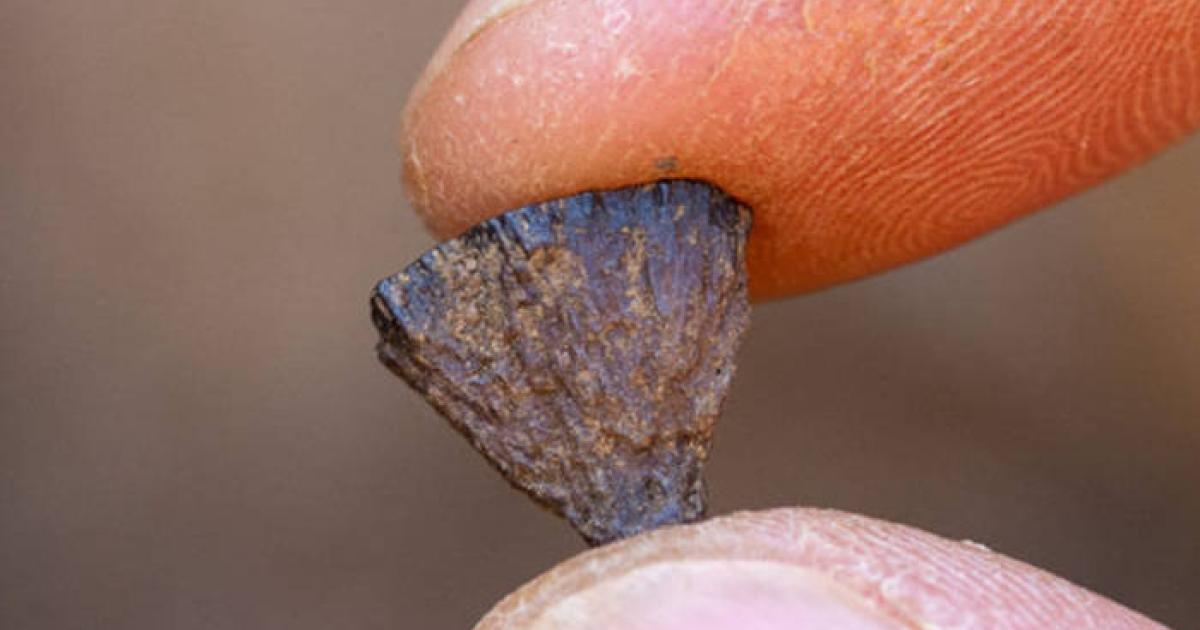 A piece of iron pyrite found at the Barnham site evidence of first known deliberate creation of fire.