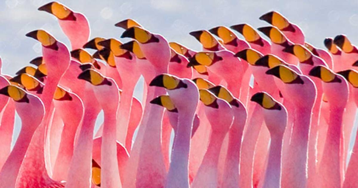Flamingoes have been admired throughout history.   Source: CC BY 2.5
