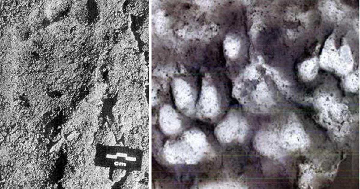 26,000-Year-Old Child Footprints Found Alongside Paw Prints Reveal Oldest Evidence of Human-Canine Relationship