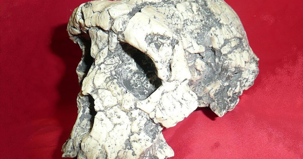 Fossil skull of Sahelanthropus tchadensis ("Toumaï"), discovered at Toros-Menalla in Chad and dated to approximately seven million years ago