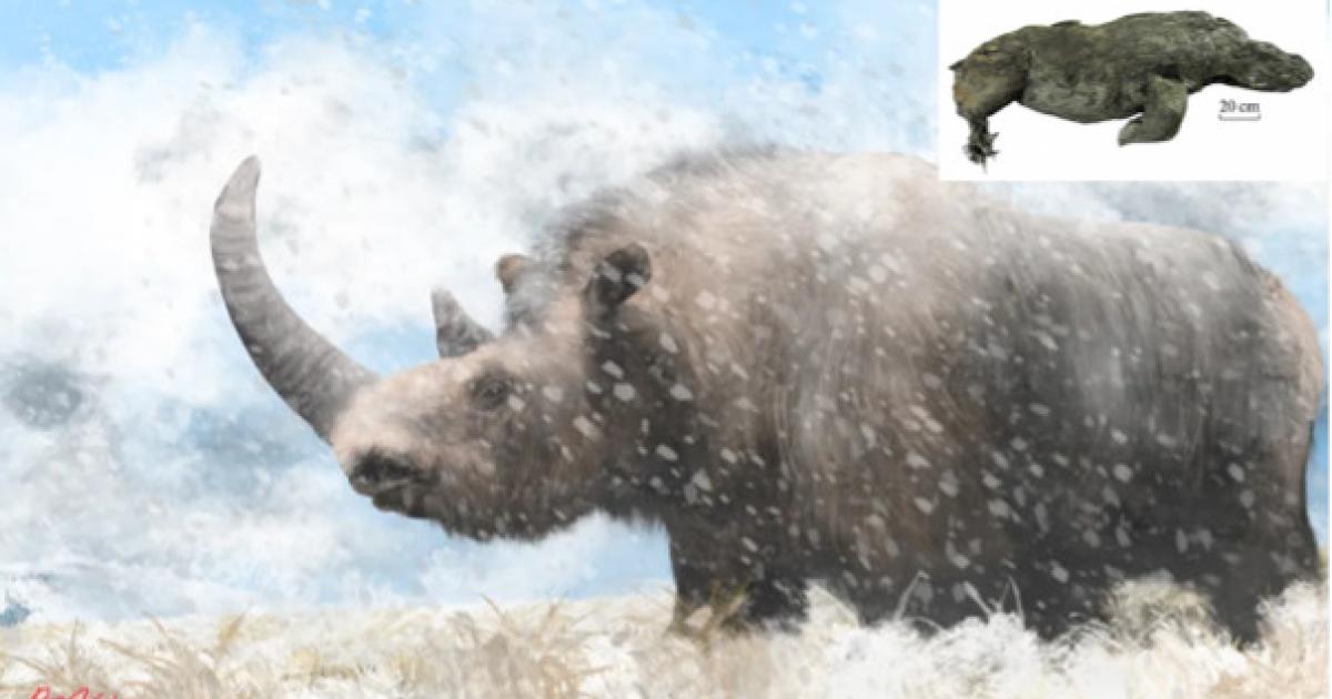 An artist’s rendition of a prehistoric woolly rhinoceros.