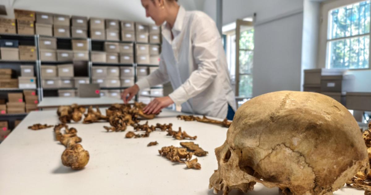 Researcher at the State Collection for Anthropology Munich (SAM) examine skeletons unearthed at the village of Altheim, Germany